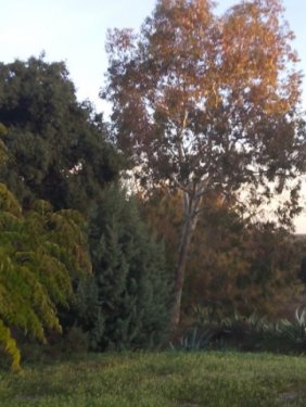 CHALET EN VENTA EN VILLALBA DE LOS BARROS (PANTANO VILLALBA DE LOS BARROS)