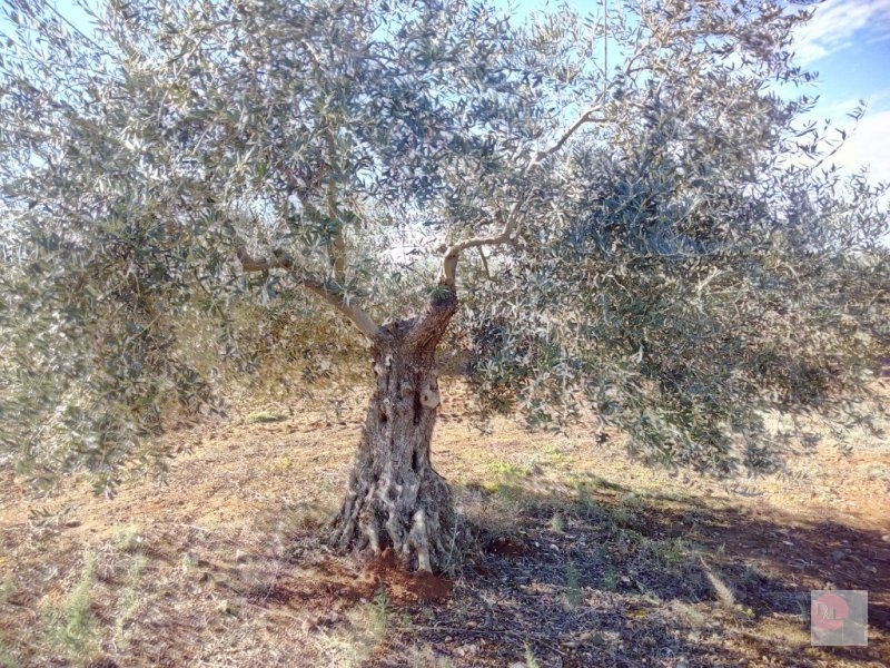 FINCA EN VENTA EN ALANGE (PANTANO DE ALANGE)