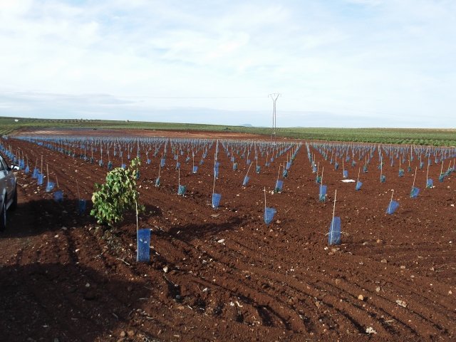 FINCA EN VENTA EN ALMENDRALEJO (CTRA. ACEUCHAL)