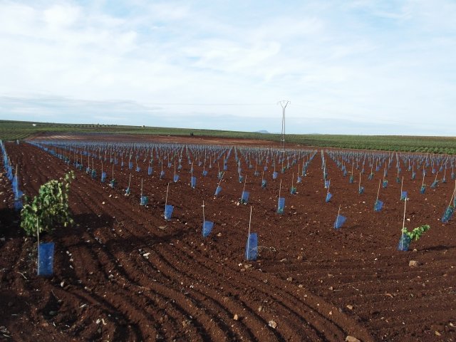 FINCA EN VENTA EN ALMENDRALEJO (CTRA. ACEUCHAL)
